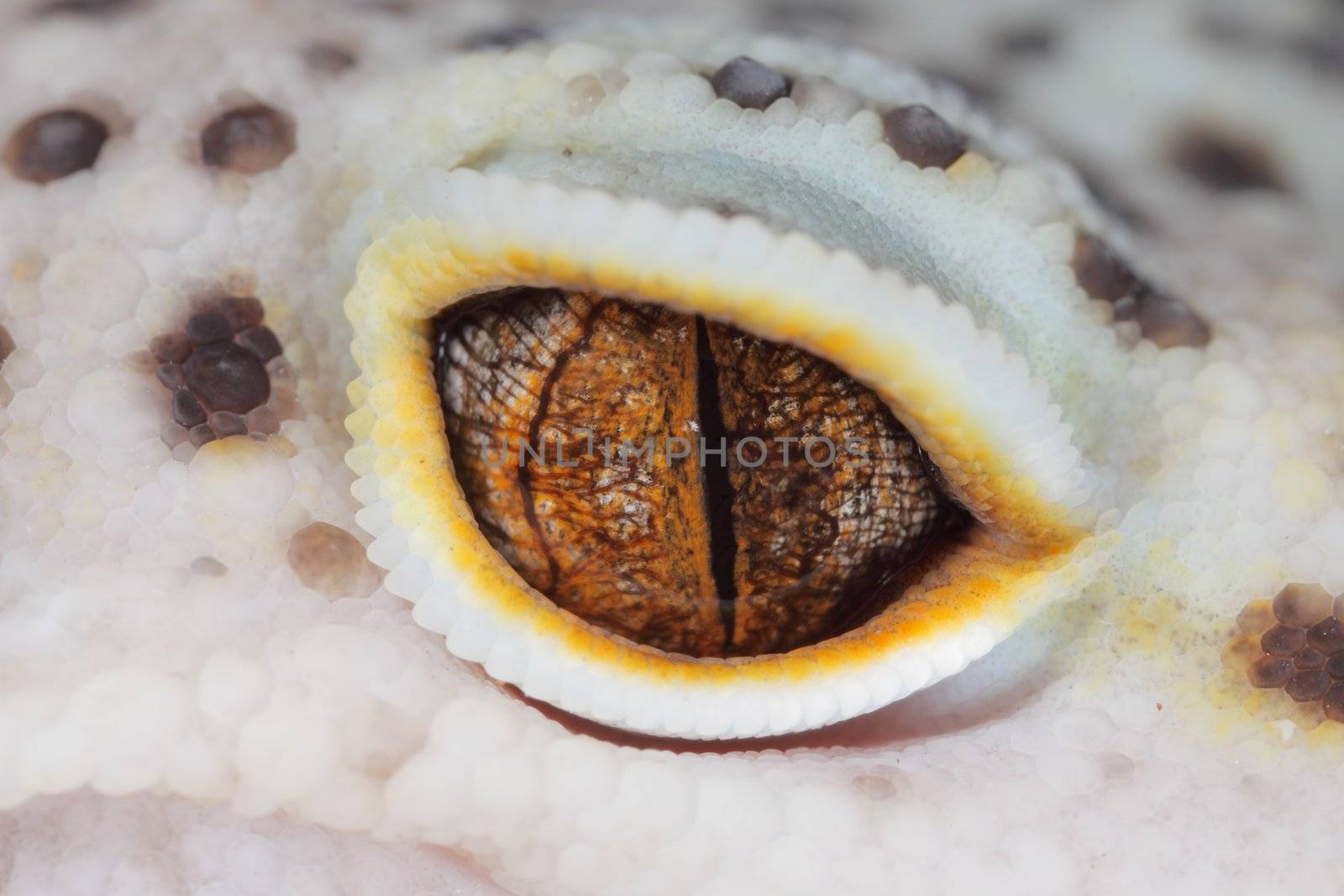 a macro of the eye of a  beautiful leopard gecko