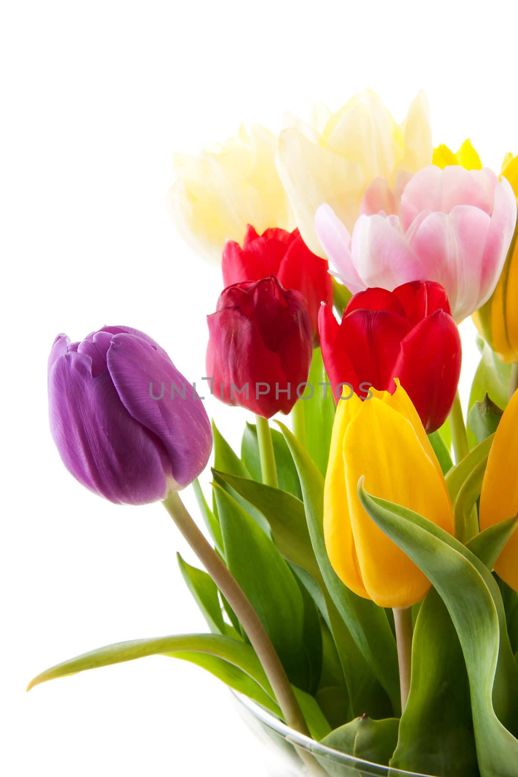 Bouquet of colorful tulips over white background