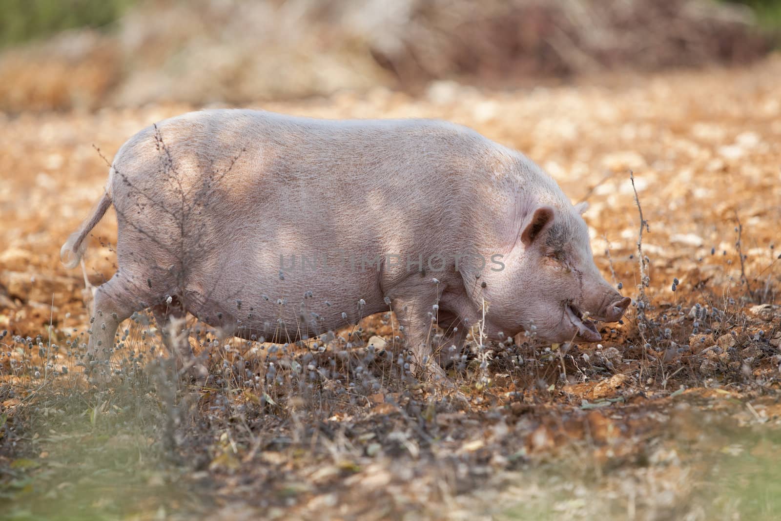 domestic pig mammal outdoor in summer looking for food