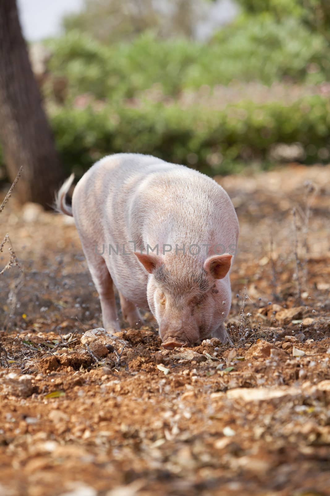domestic pig mammal outdoor in summer looking for food