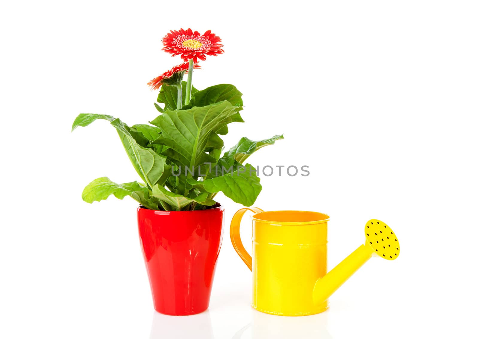 Gerber plant and yellow watering can over white background