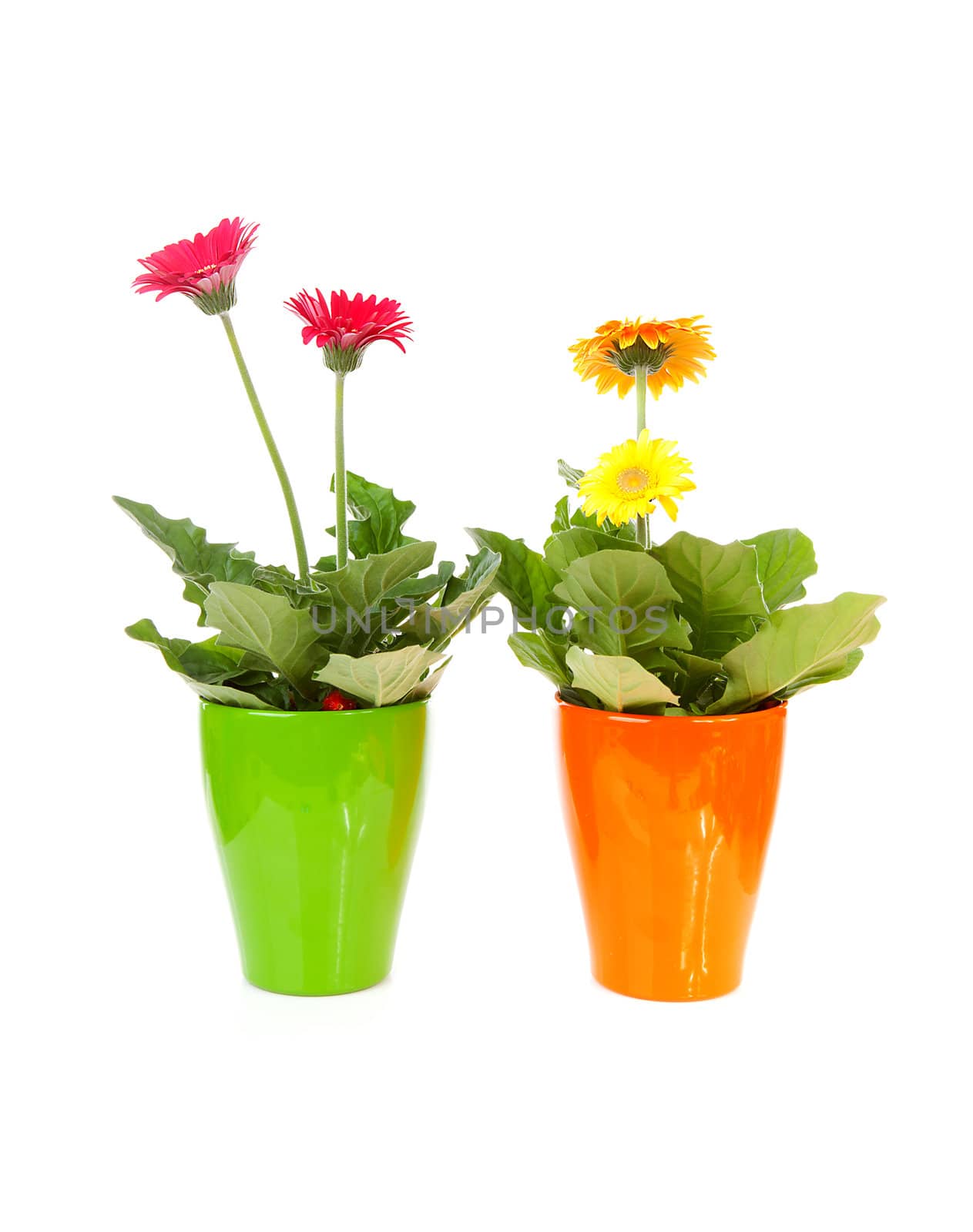 Two colorful Gerber flowers in pot over white background