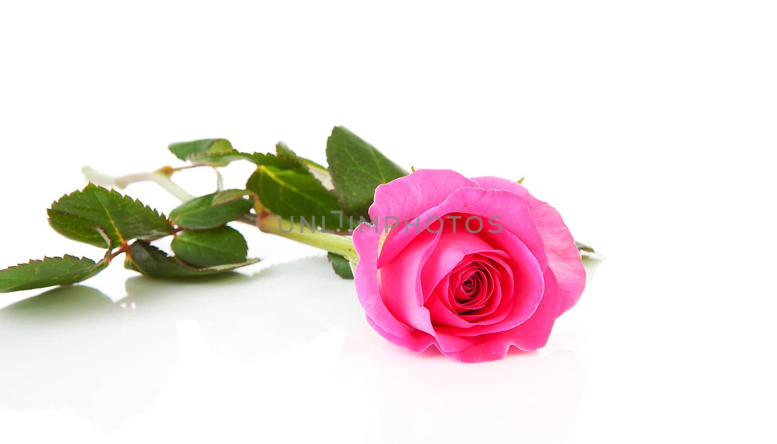 One beautiful pink rose over white background