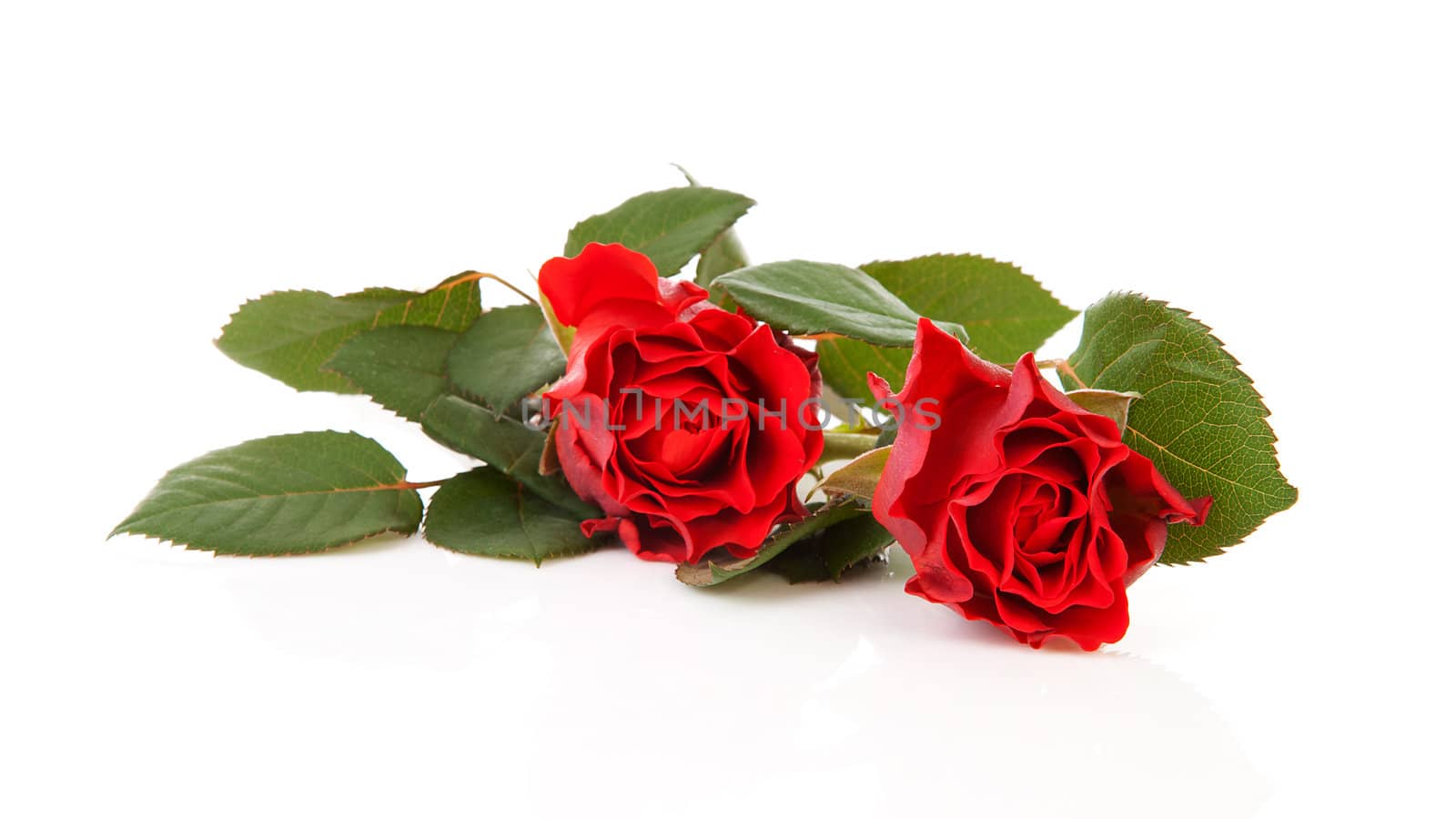 Two beautiful red roses over white background