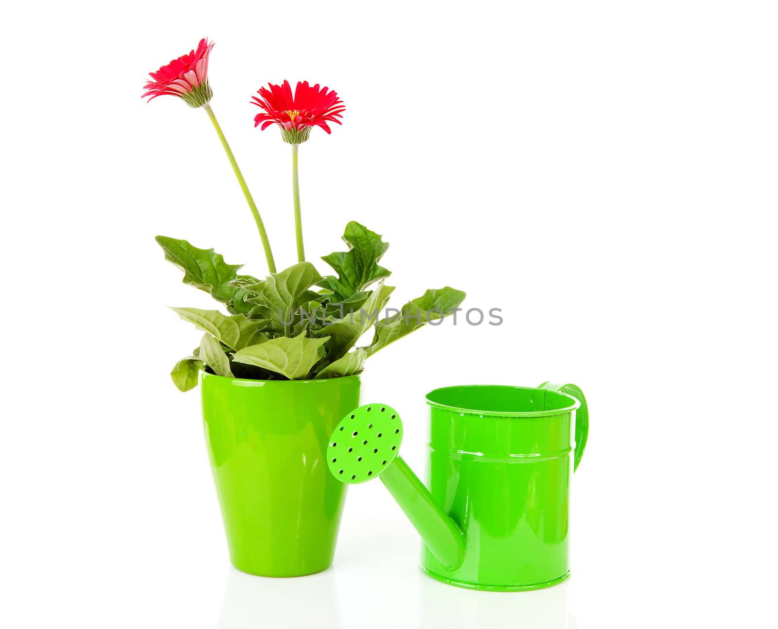 Gerber plant and green watering can over white background