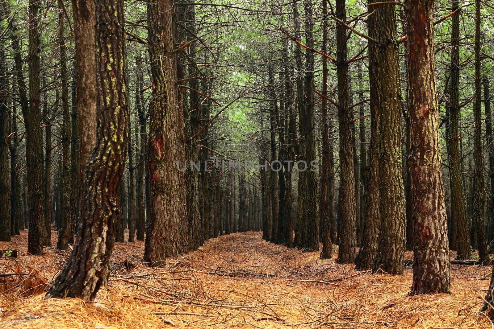 beautiful forest and trees