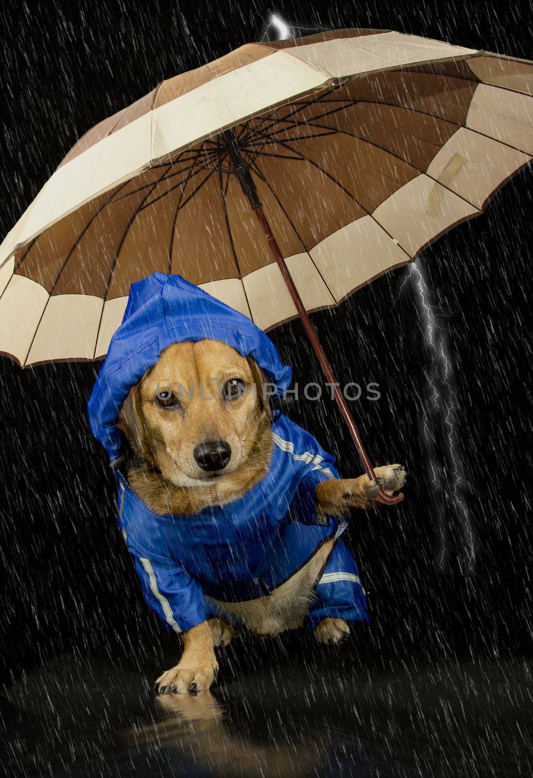 rain dog  by danilobiancalana