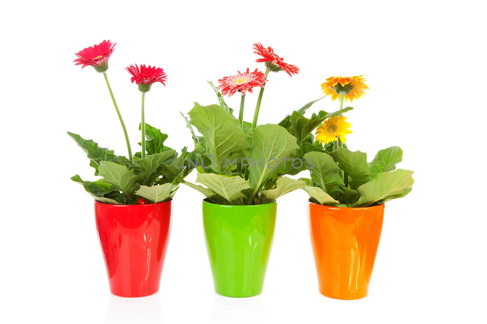 Three colorful Gerber flowers in pot over white background