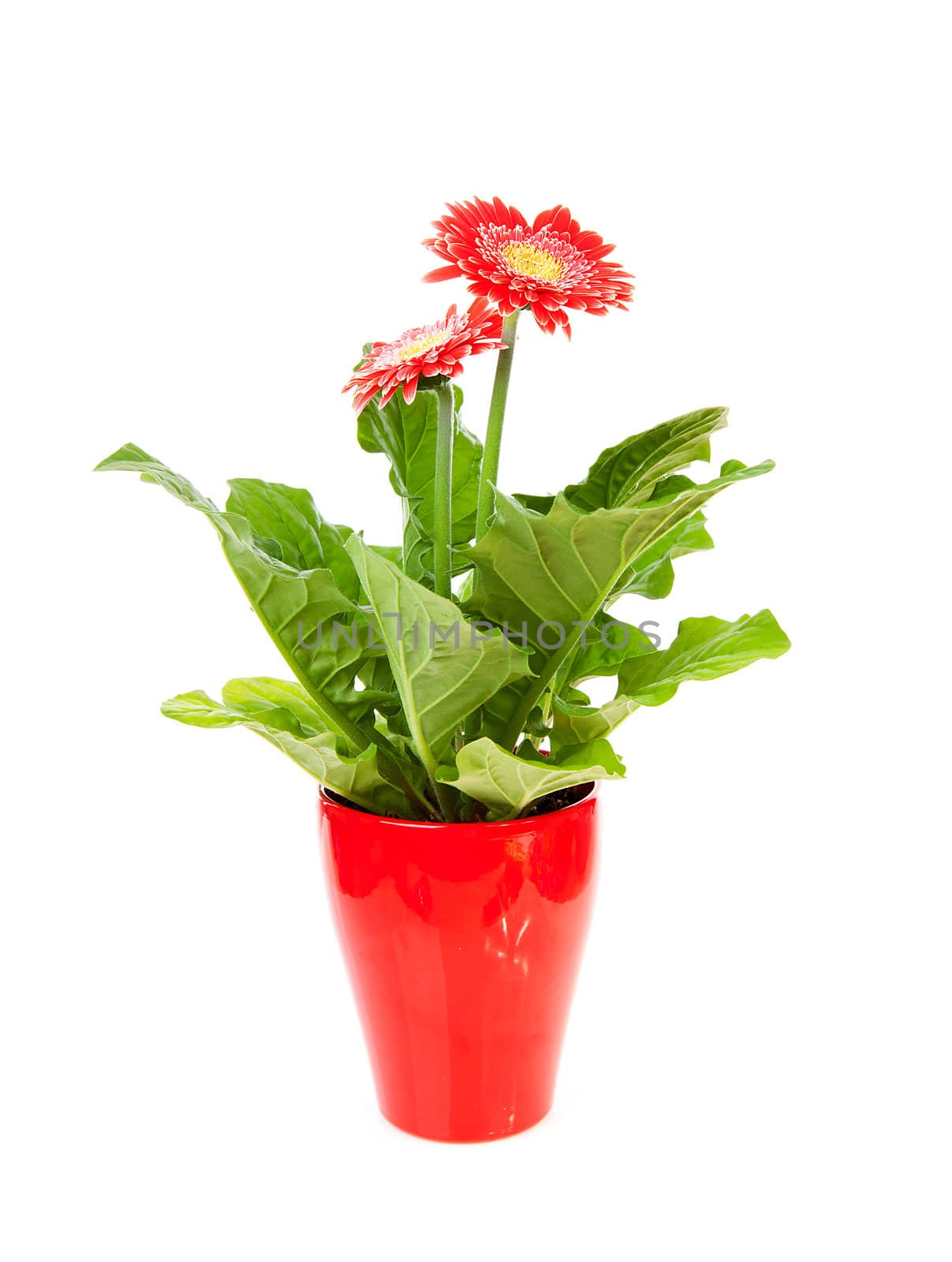 Red Gerber flower in pot over white background