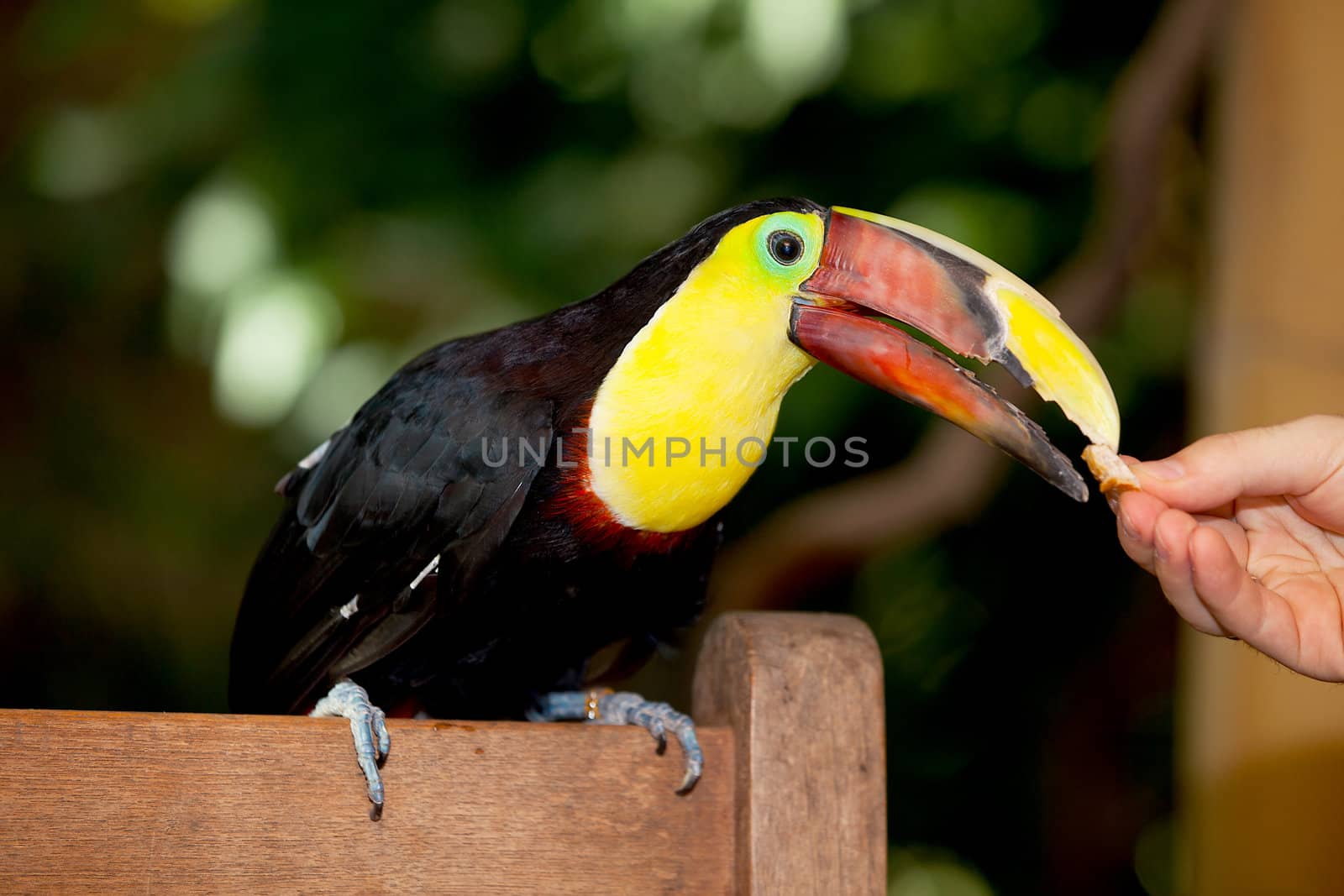 hand is feeding Tukan bird in closeup