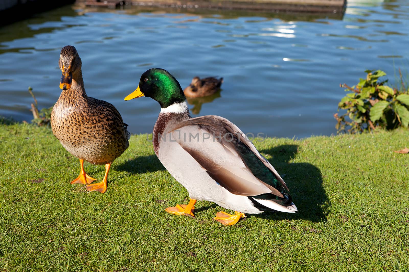 Couple of Ducks on grass near the water