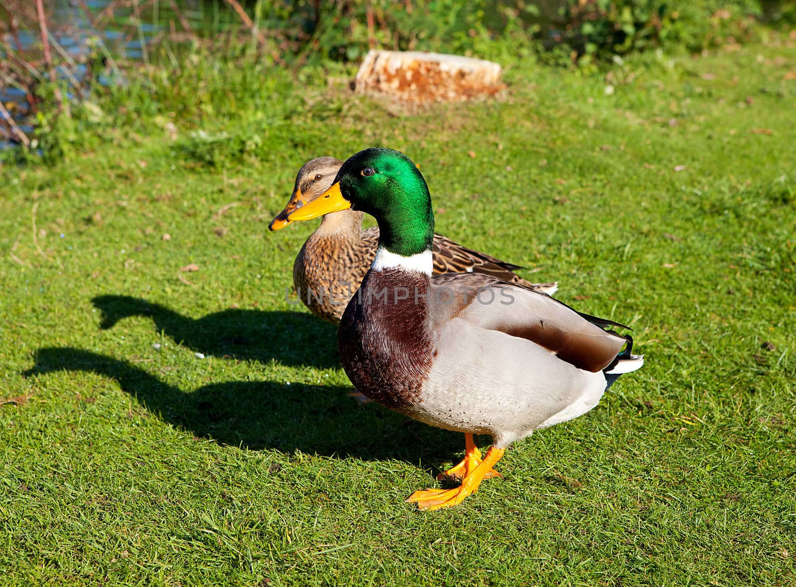 Couple of Ducks on grass near 