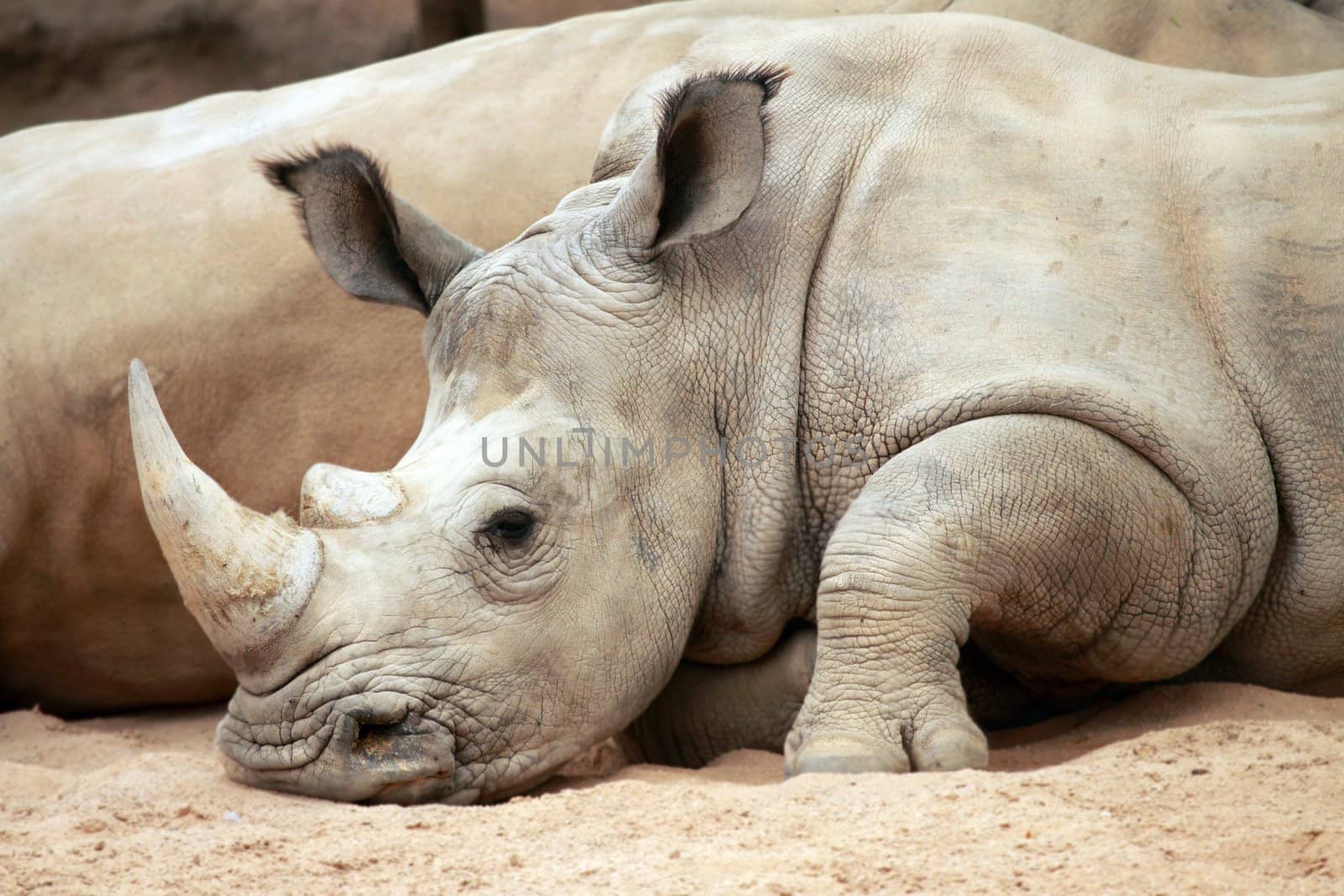 portrait of an african rhino resting