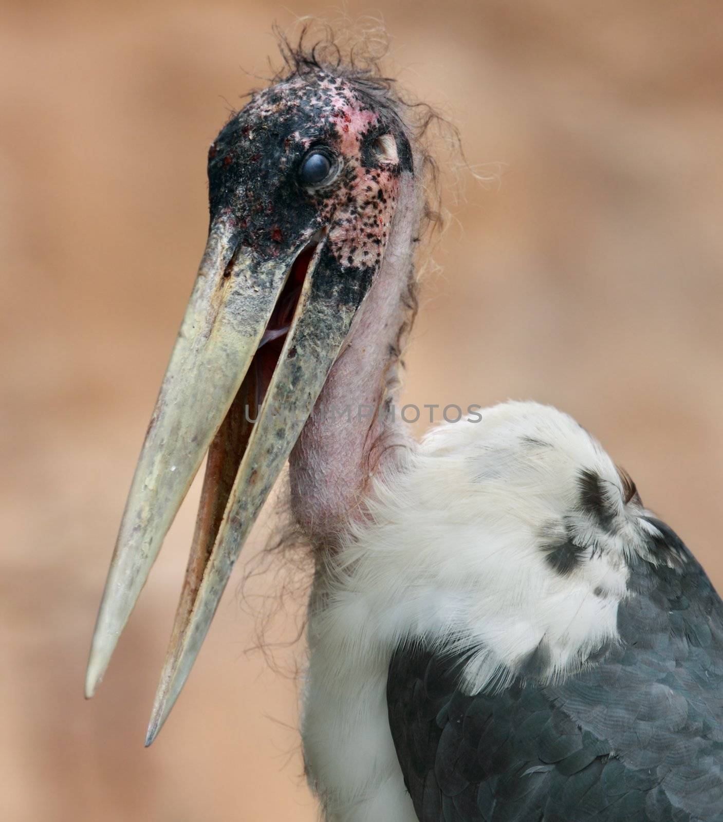 ficture of an ugly african bird