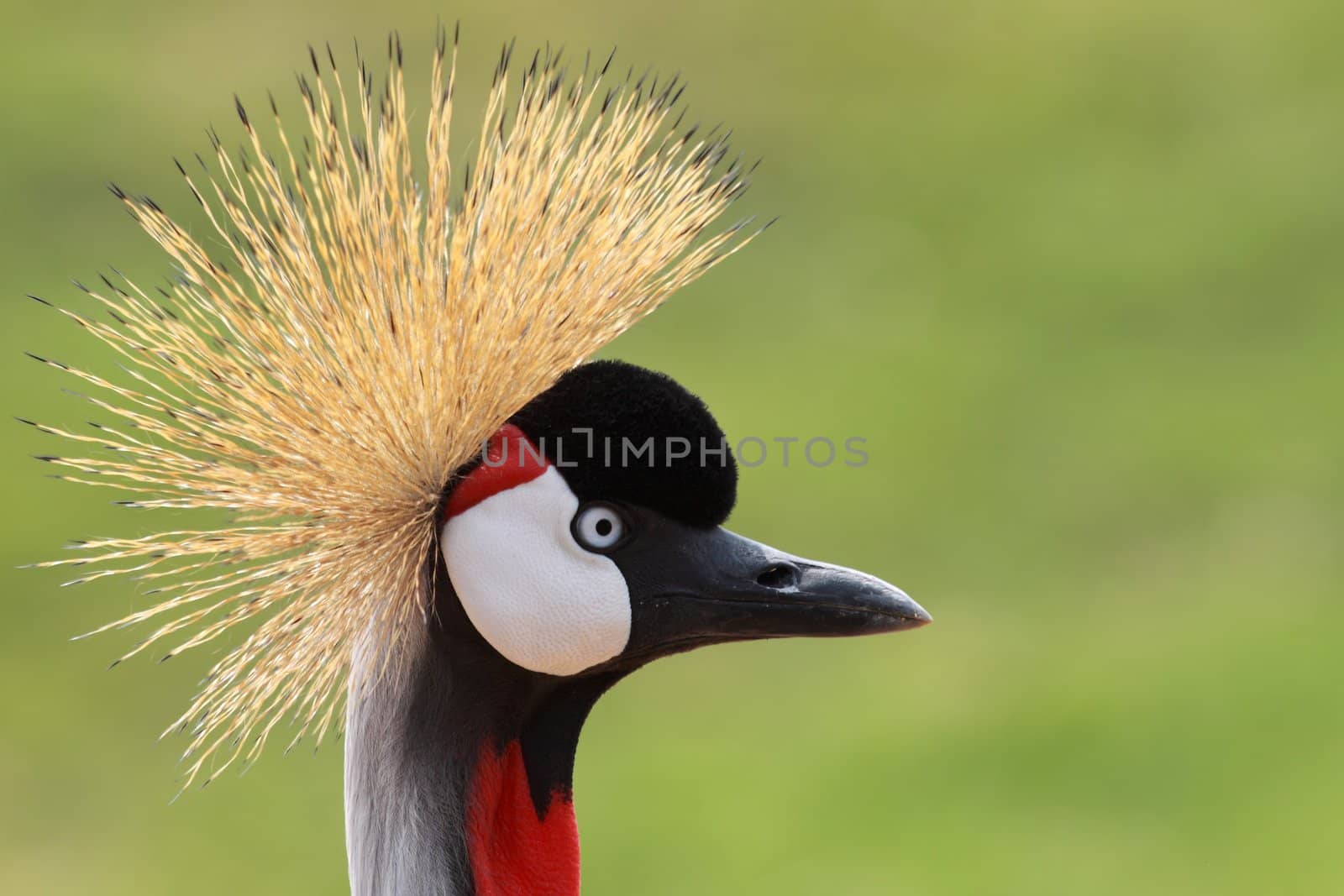 a portrait of the african crowned crane