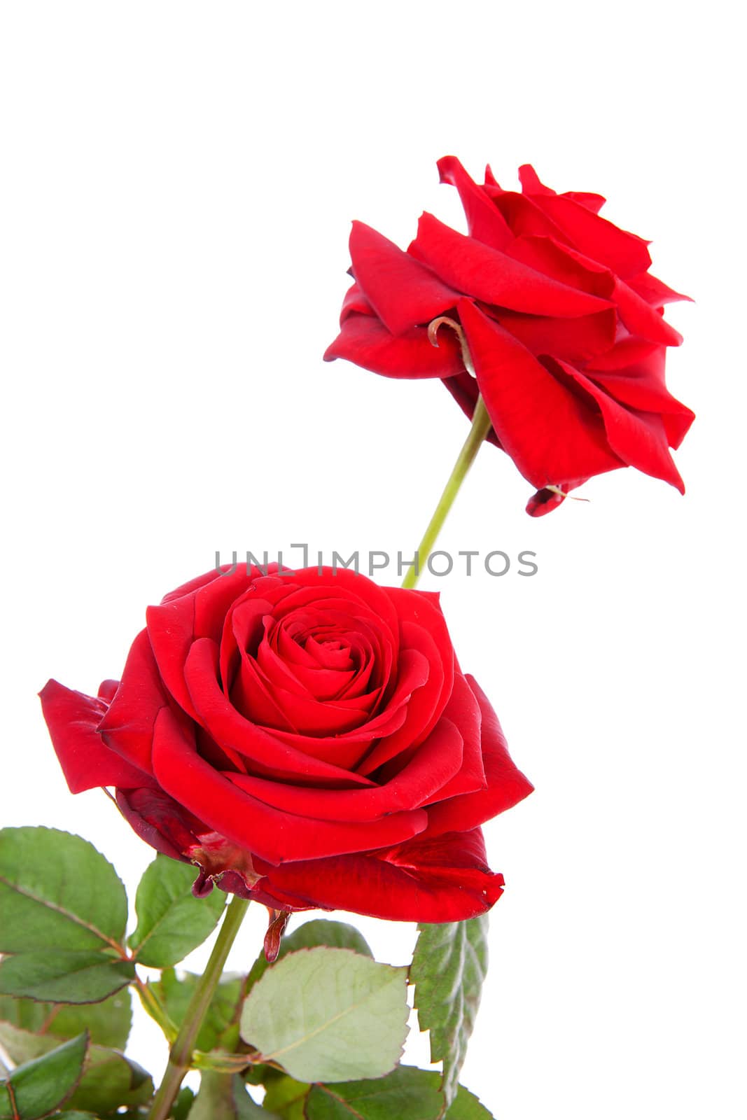Two red roses in closeup over white background