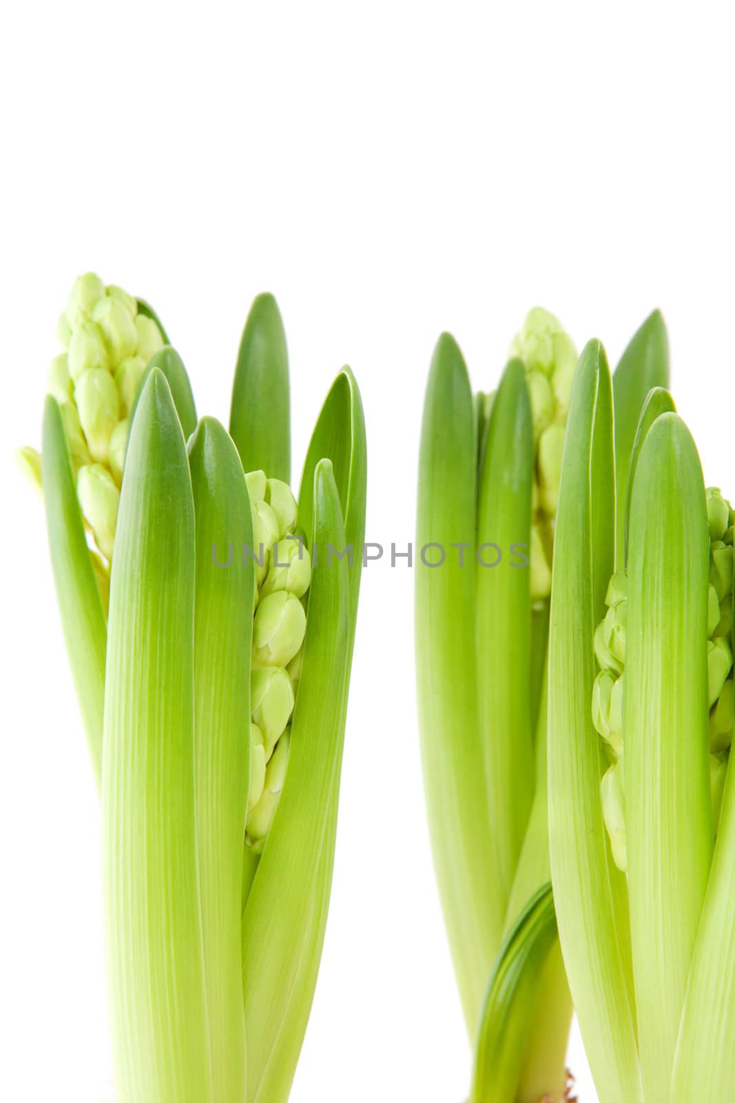 White Hyacinth flower in closeup over white background