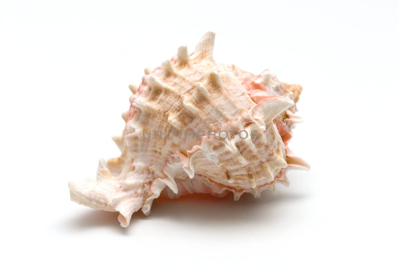 Sea conch isolated on white by DNKSTUDIO