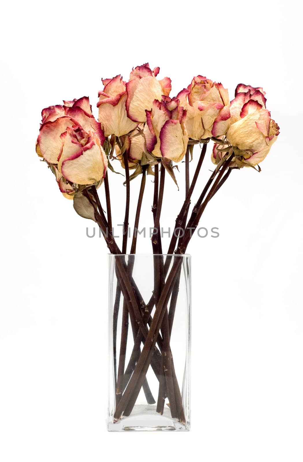 bouquet of dried roses on a white background