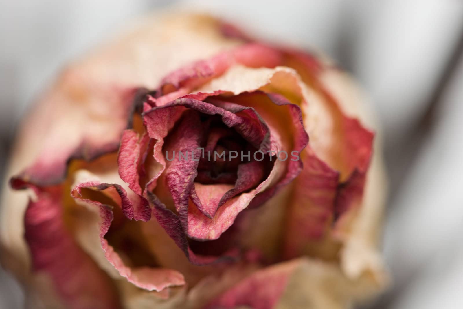 dried flowers