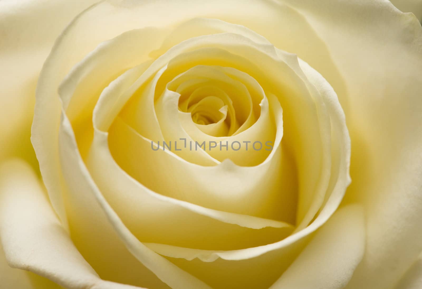 yellow rose by DNKSTUDIO