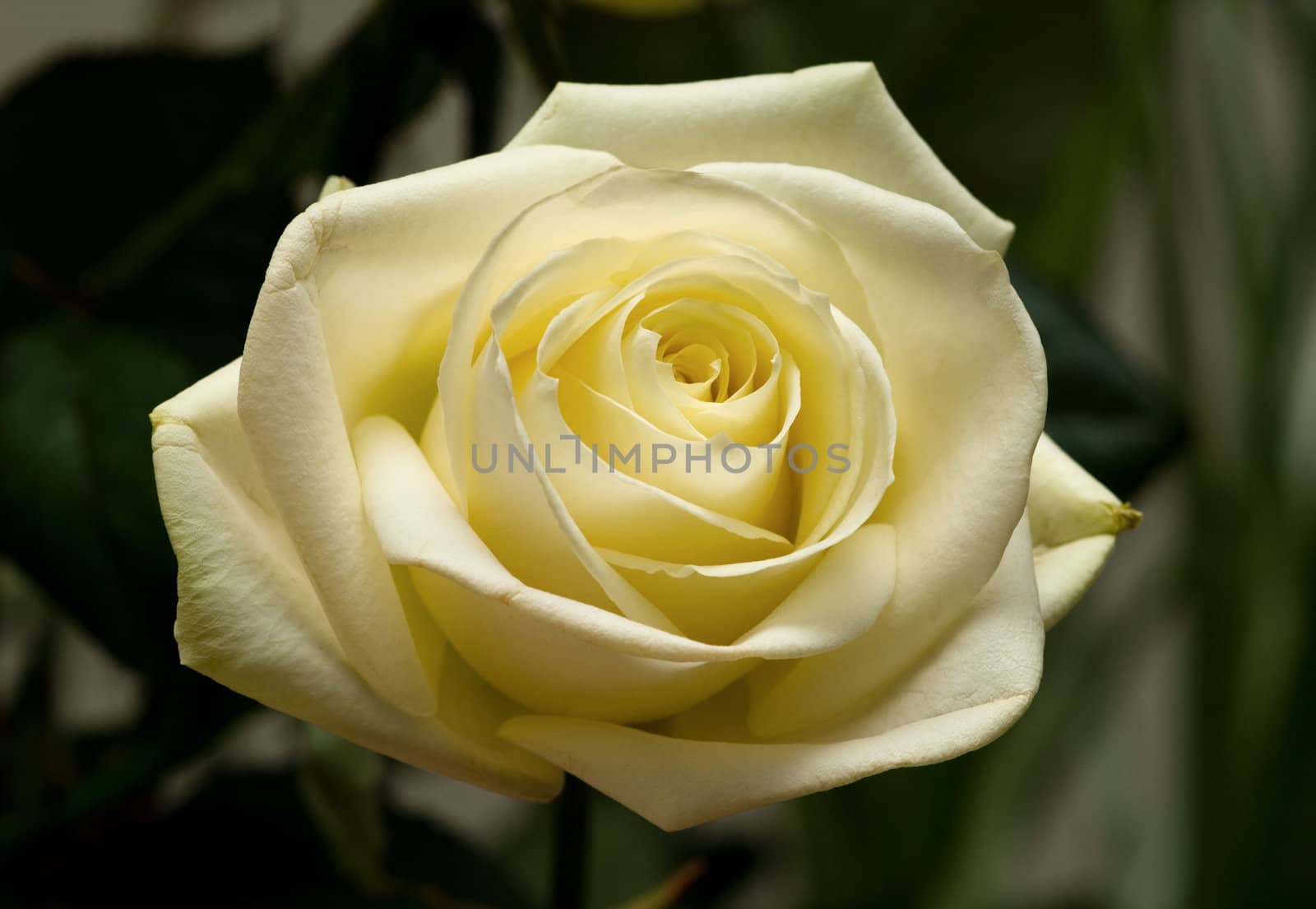 yellow rose by DNKSTUDIO