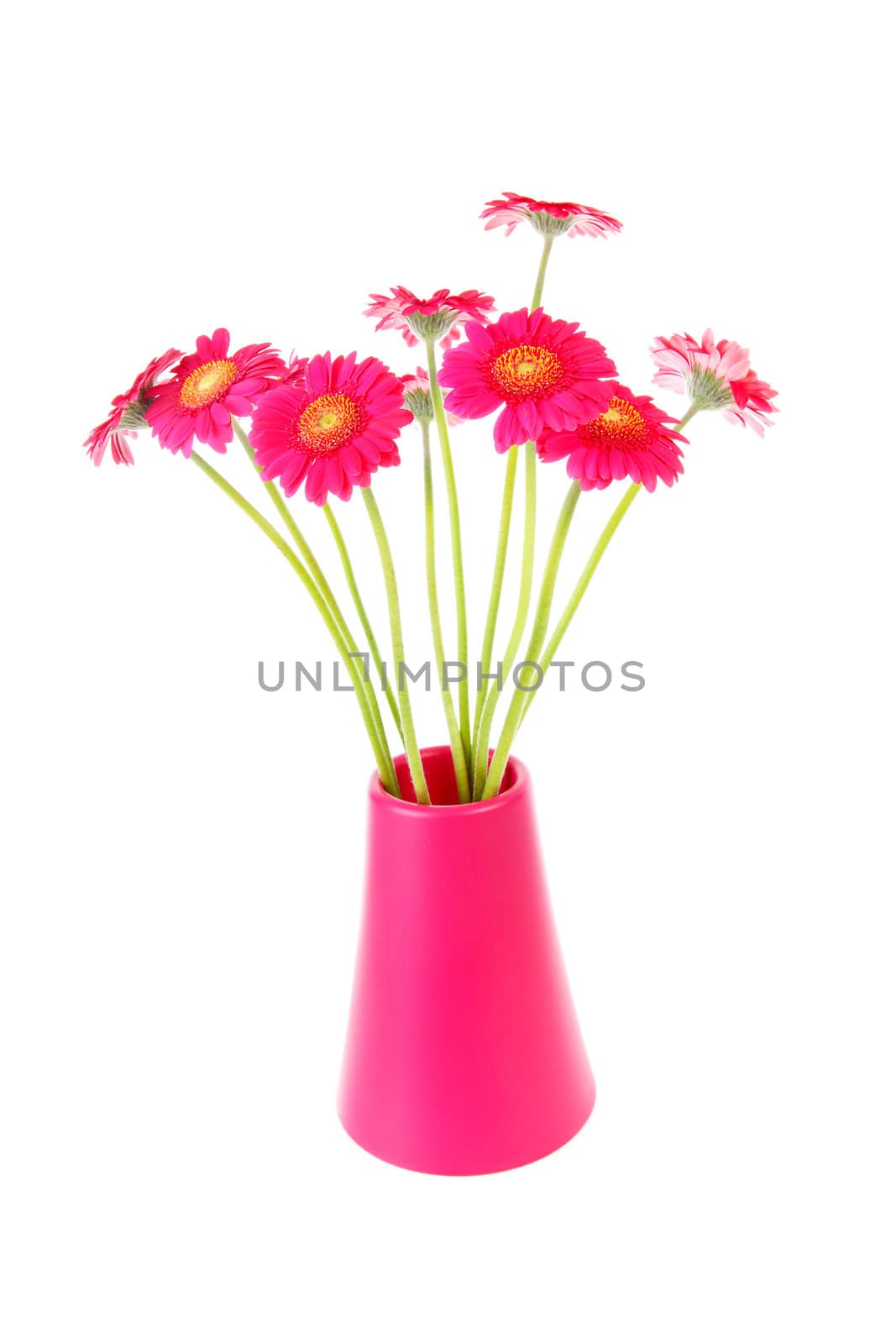 pink Gerber flowers in vase over white background