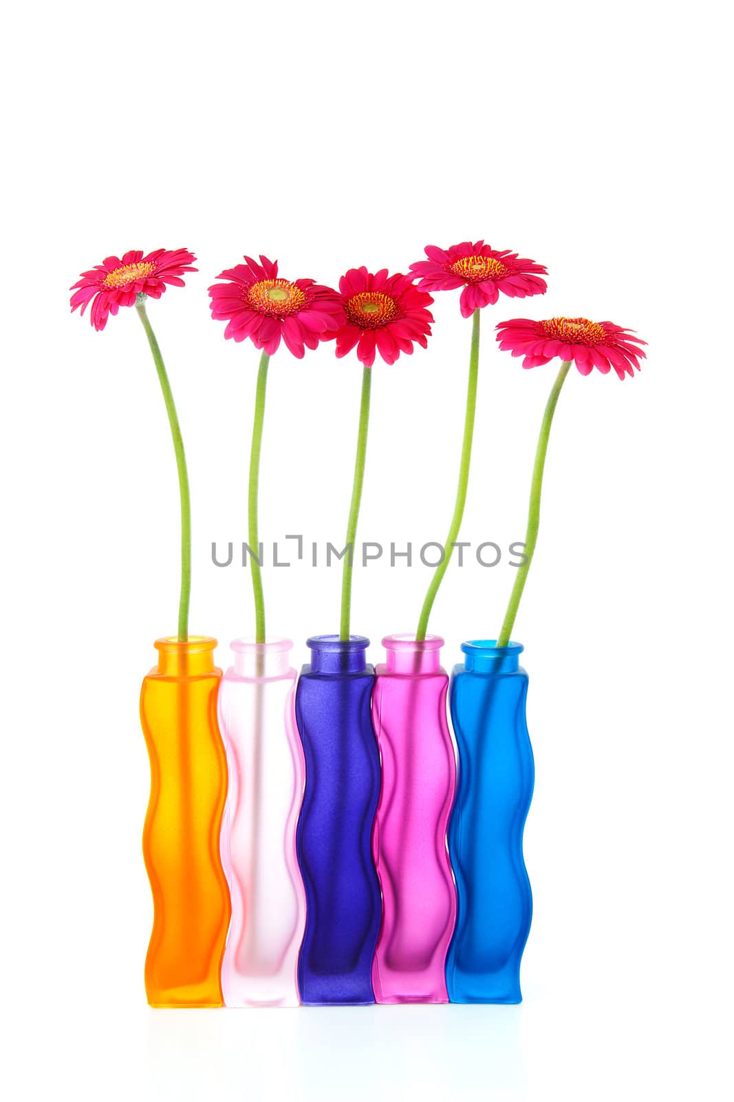 pink Gerber flowers in colorful vases over white background