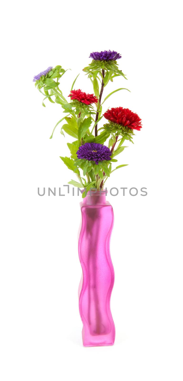 colorful Asters flowers in vase over white background