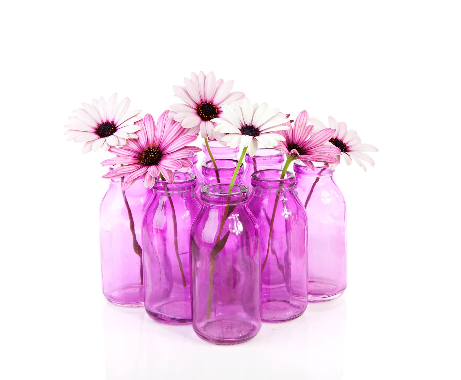 pink daisy in glass vases isolated on white background