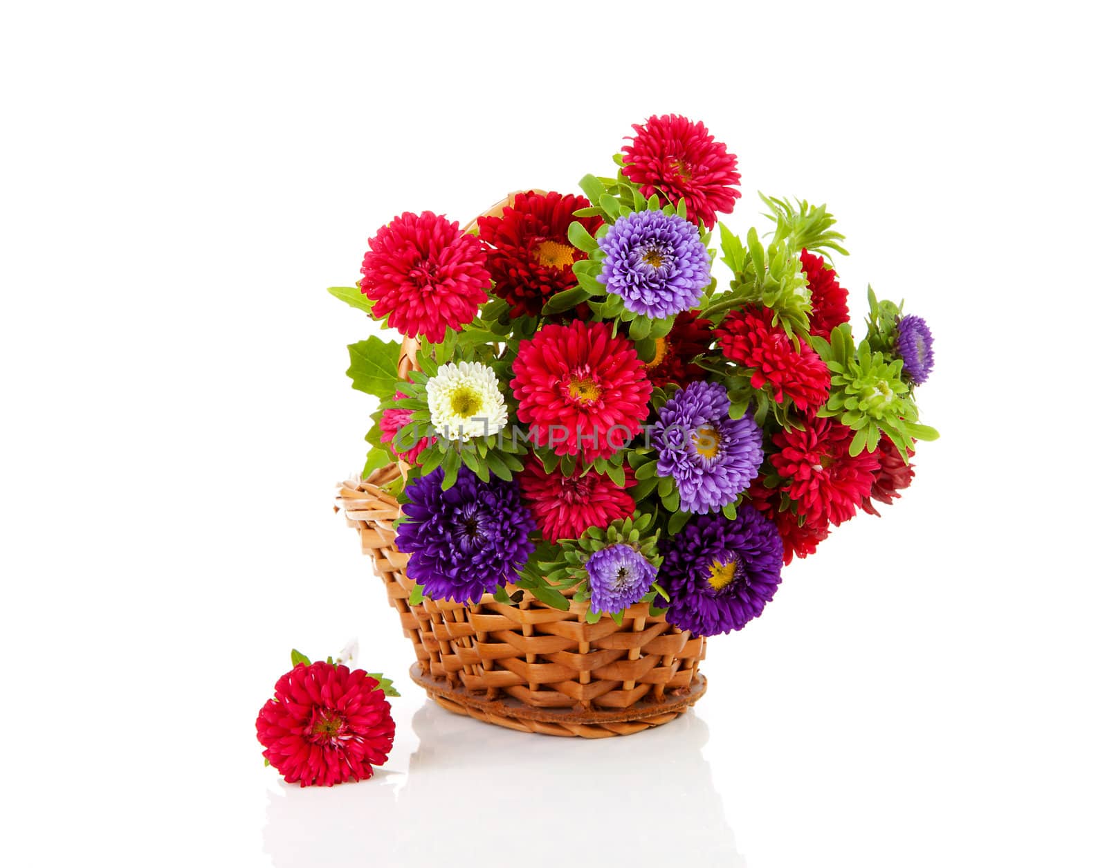 colorful Asters flowers in cane basket over white background