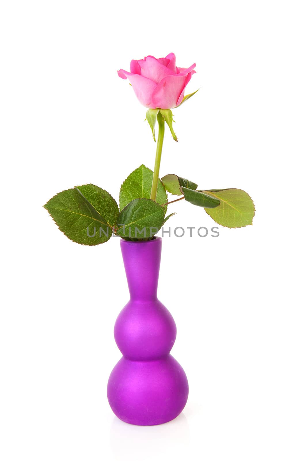 One pink rose in purple vase over white background