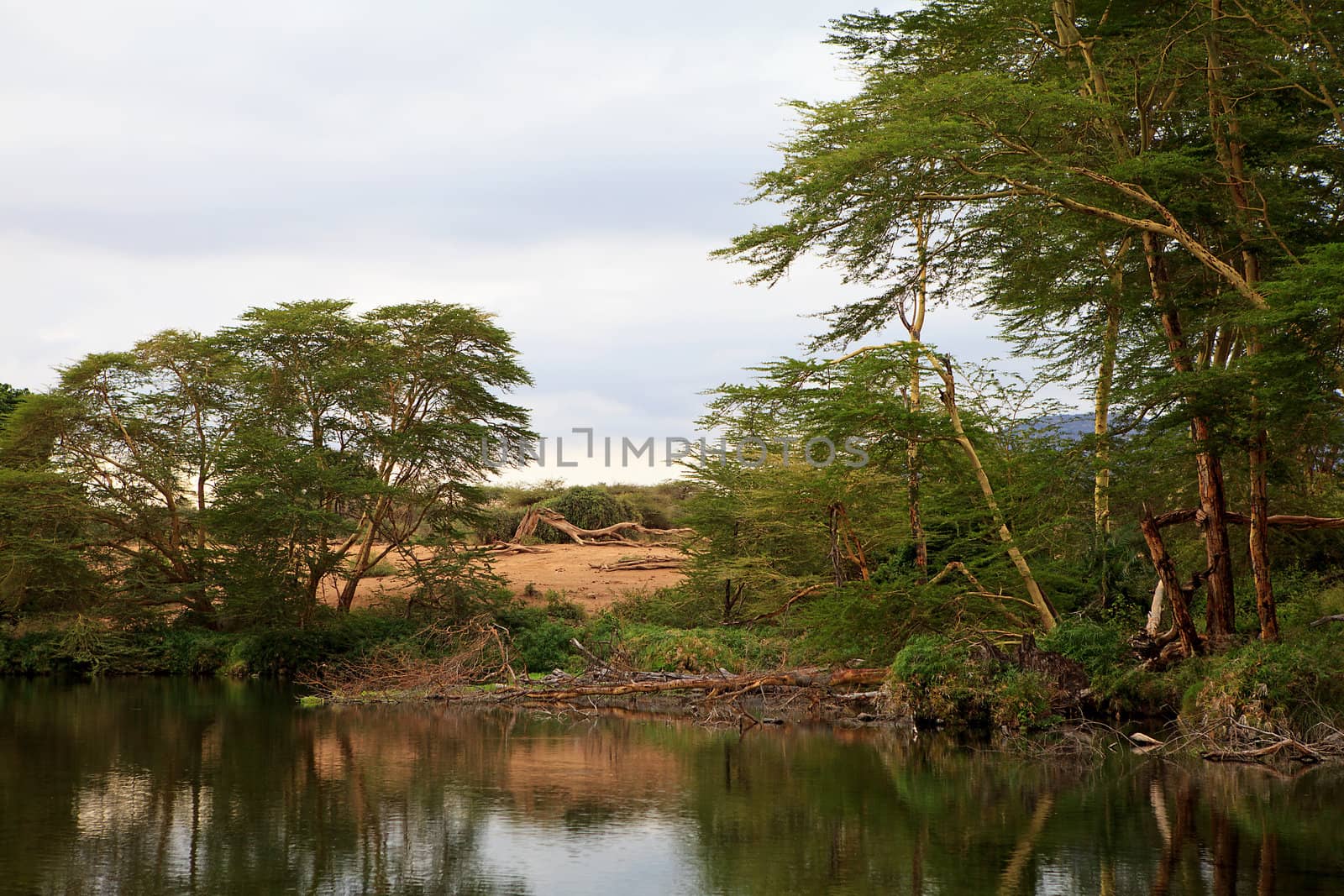 Beautiful Kenyan nature in Mzima Springs