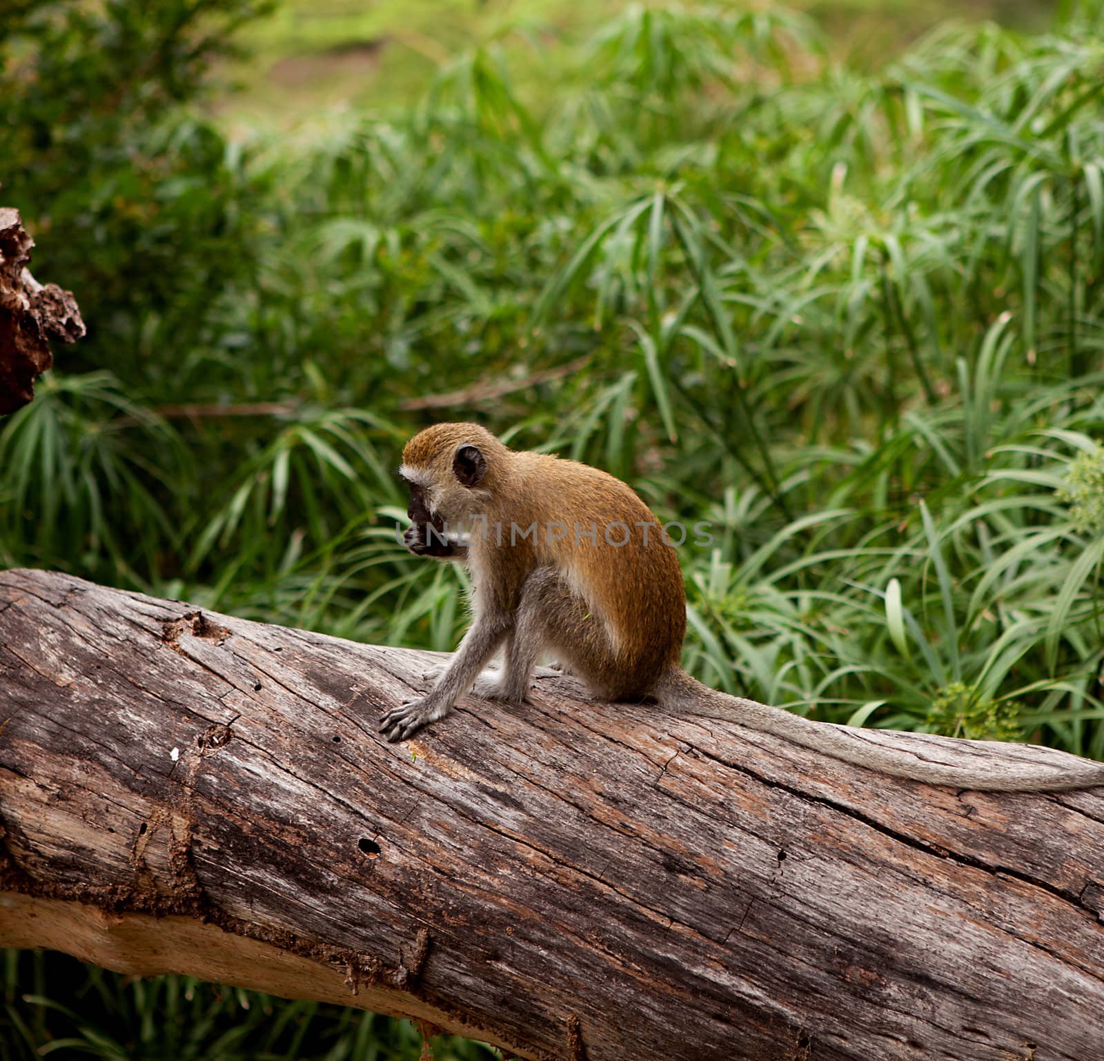 Cercopithecus Aethiops also known as Vervet monkey in southern Kenya