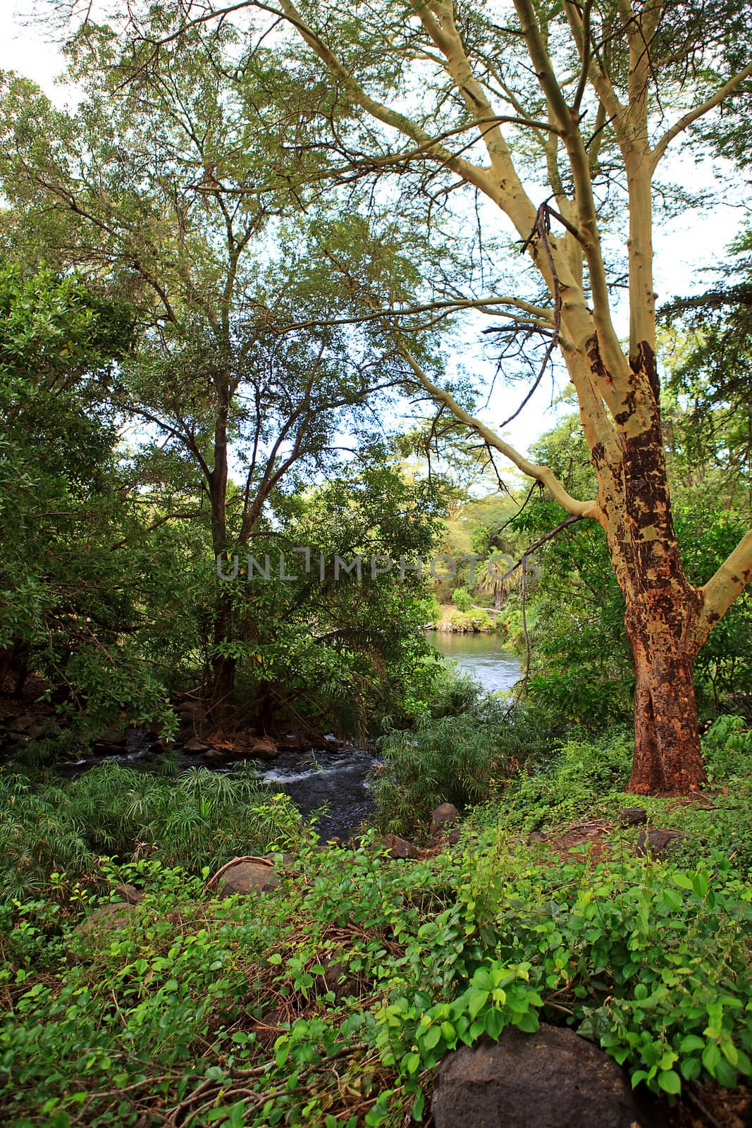 Kenyan trees in Mzima Springs, beautiful nature