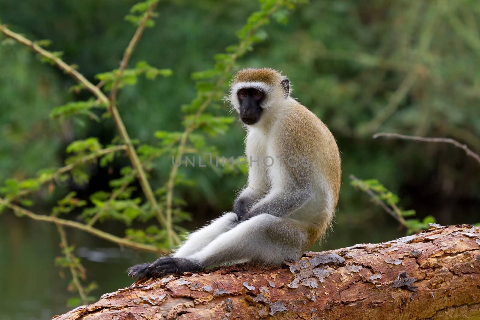 Cercopithecus Aethiops also known as Vervet monkey in southern Kenya sitting on tree