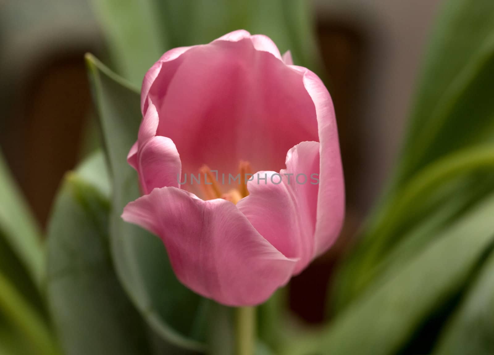pink tulip by DNKSTUDIO