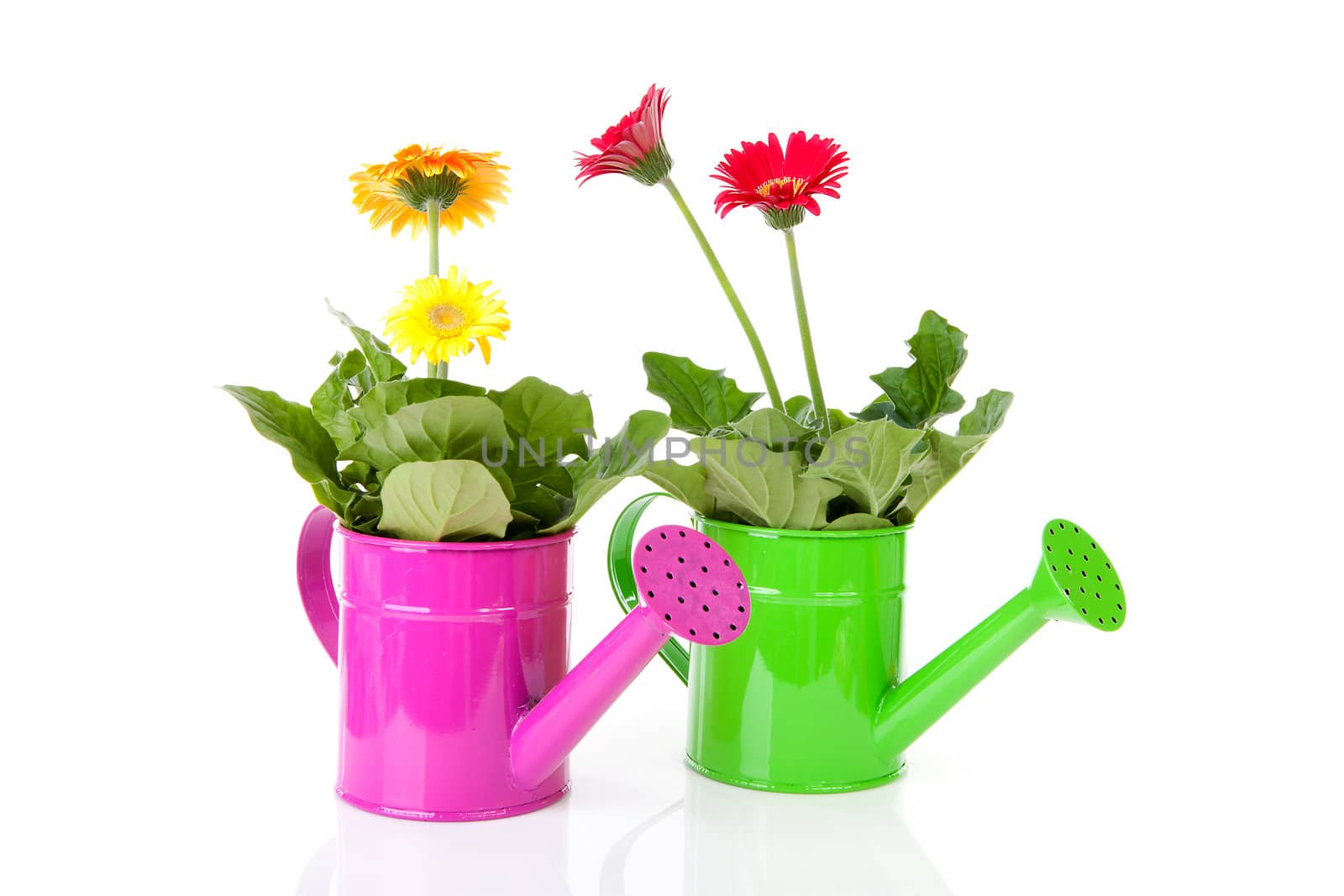 Two watering cans with Gerber flowers over white background