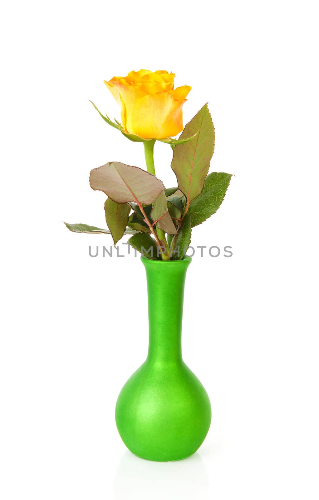 One yellow rose in green vase over white background