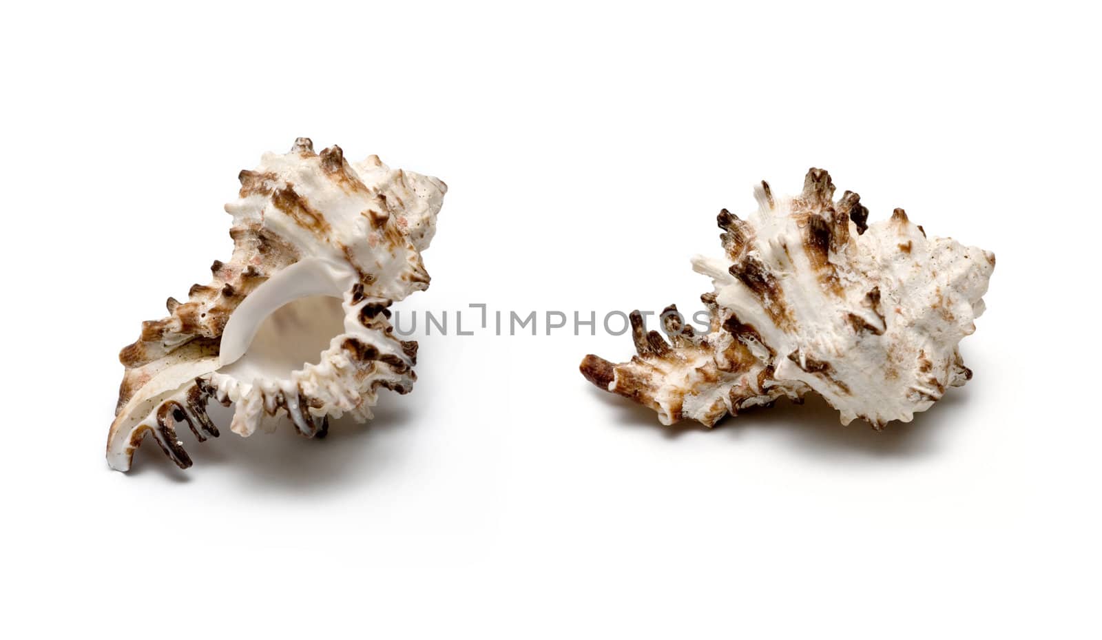 Sea conch isolated on white by DNKSTUDIO