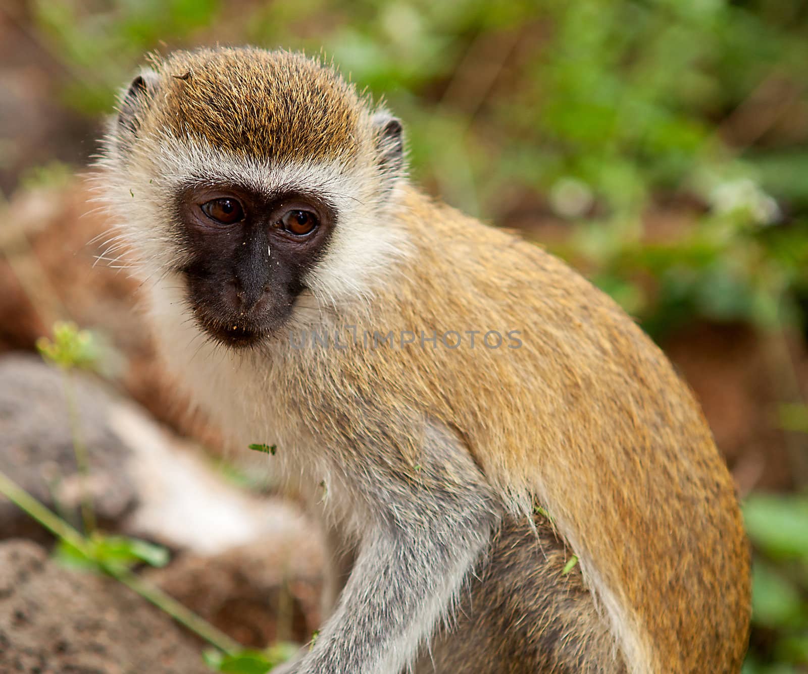 Cercopithecus Aethiops also known as Vervet monkey in southern Kenya