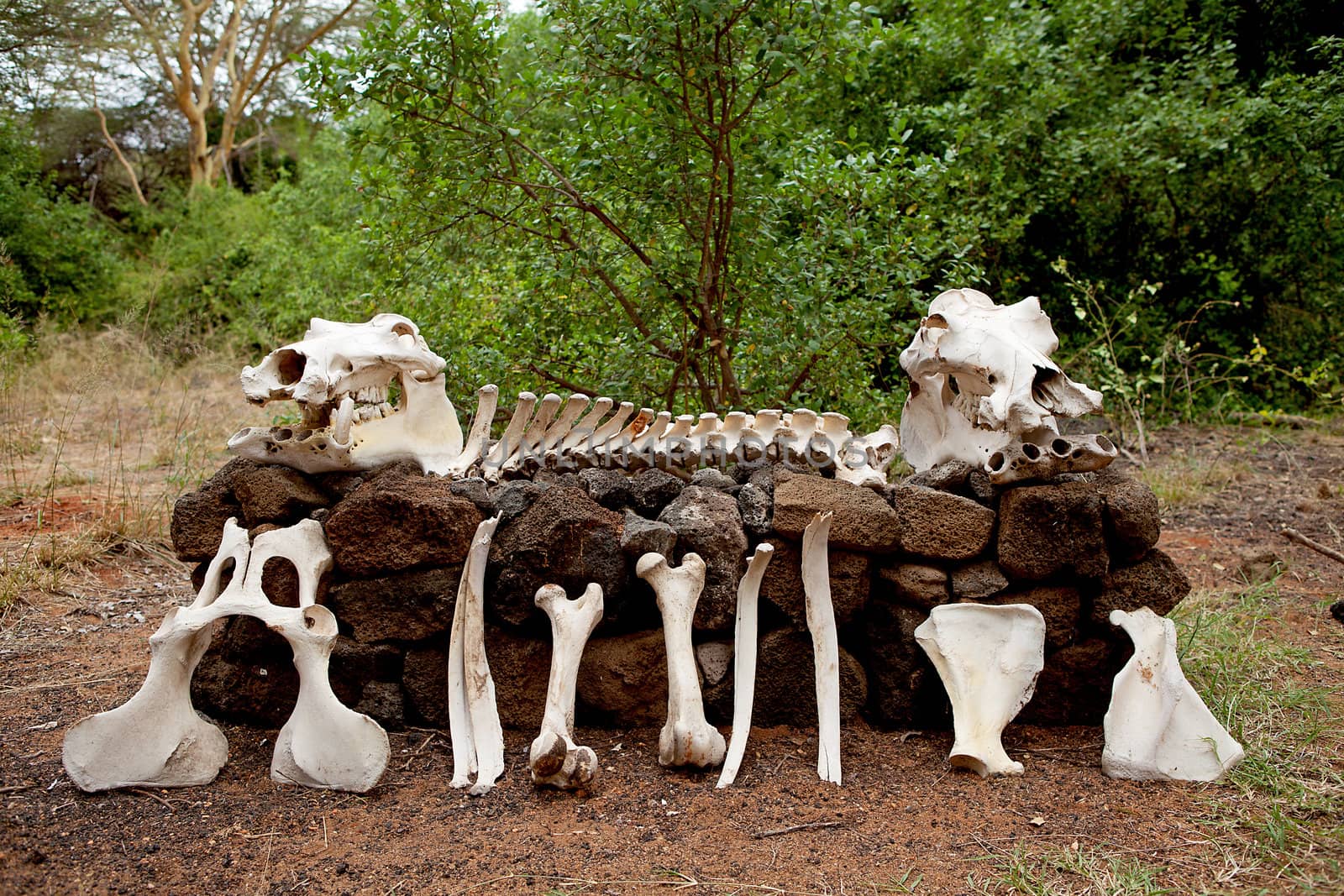 Skeleton of African hippo in nature