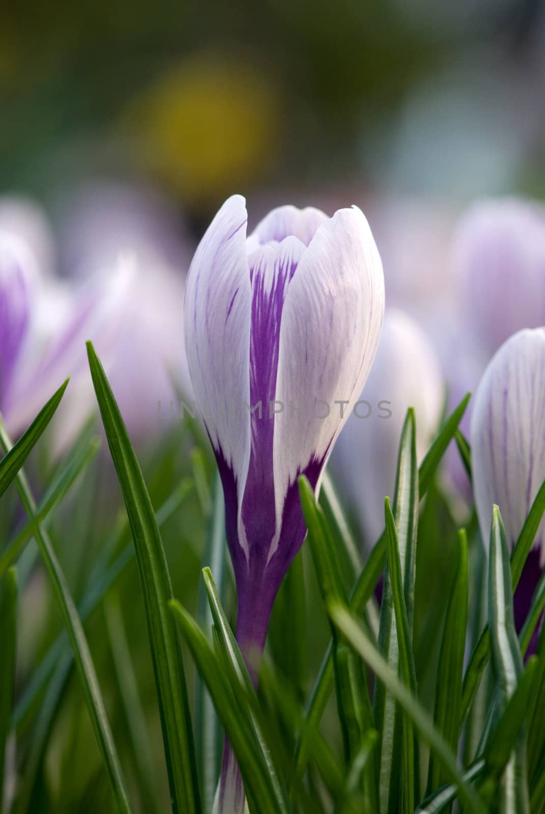 crocus flower by DNKSTUDIO