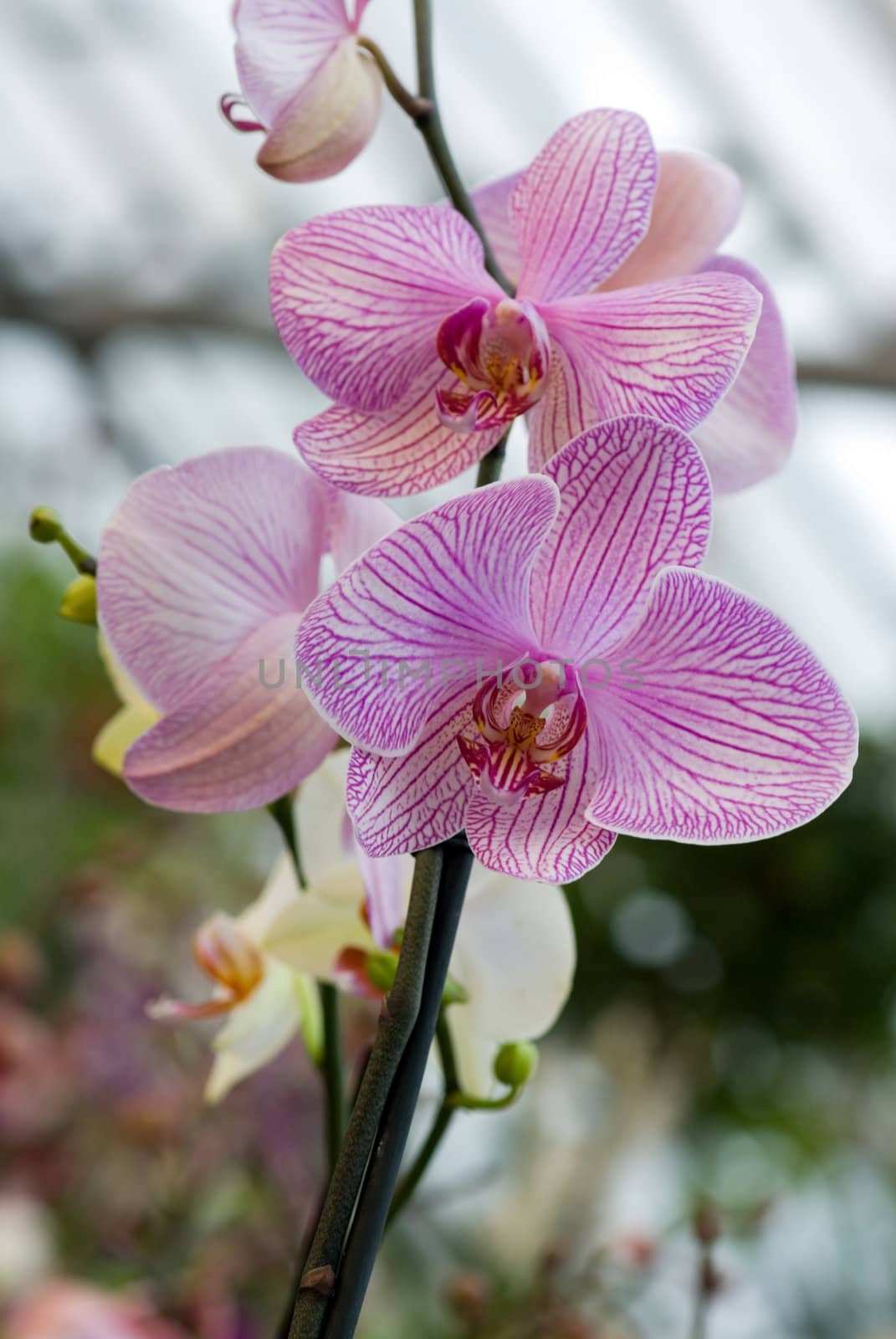 Phalaenopsis by DNKSTUDIO