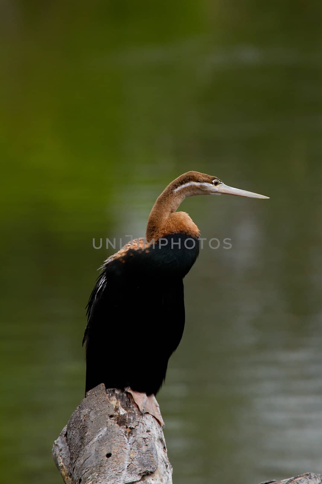 African Darter birt against green water background