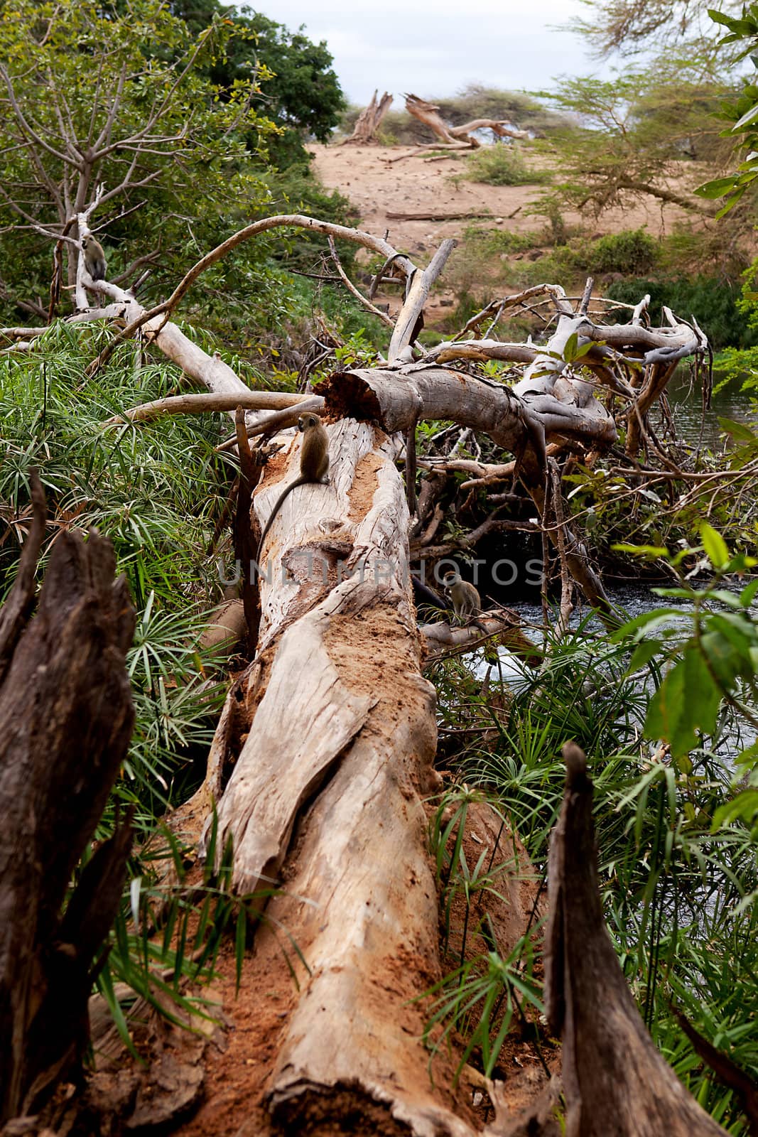 Fallen tree with Cercopithecus Aethiops alszo known as Vervet monkey in southern Kenya