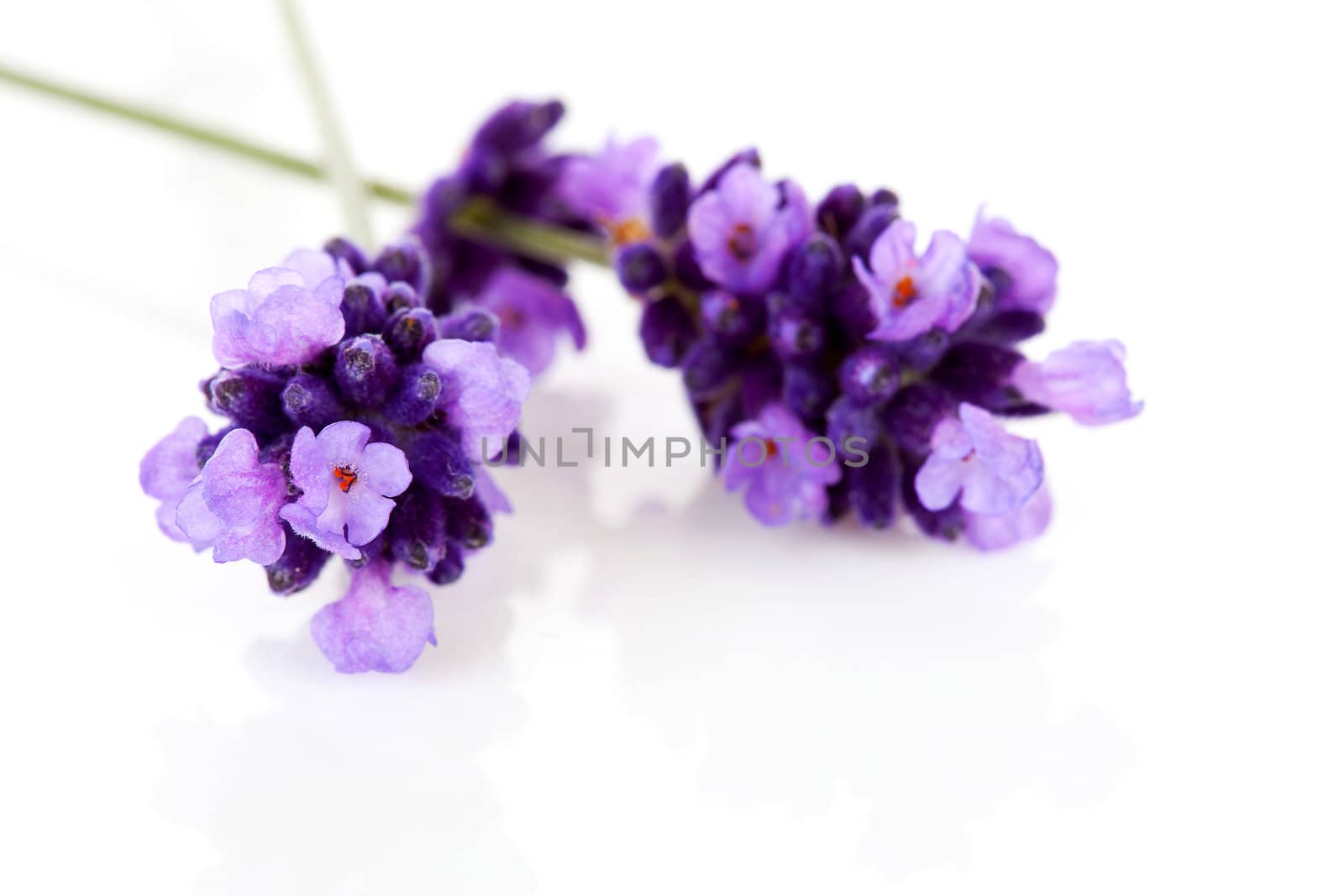Twigs of lavender in closeup over white background