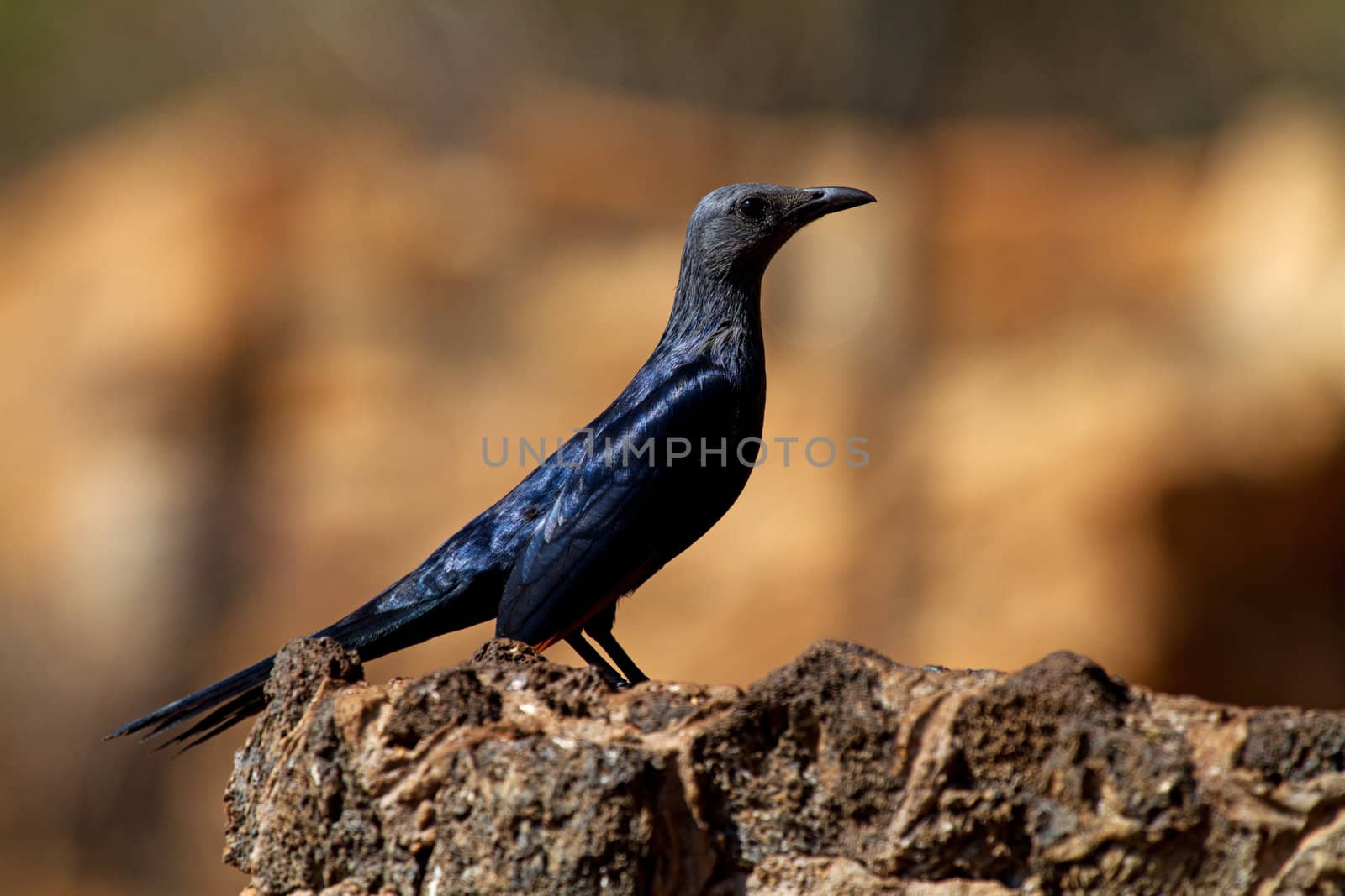 Red-winged Starling Onychognathus morio bird op rock