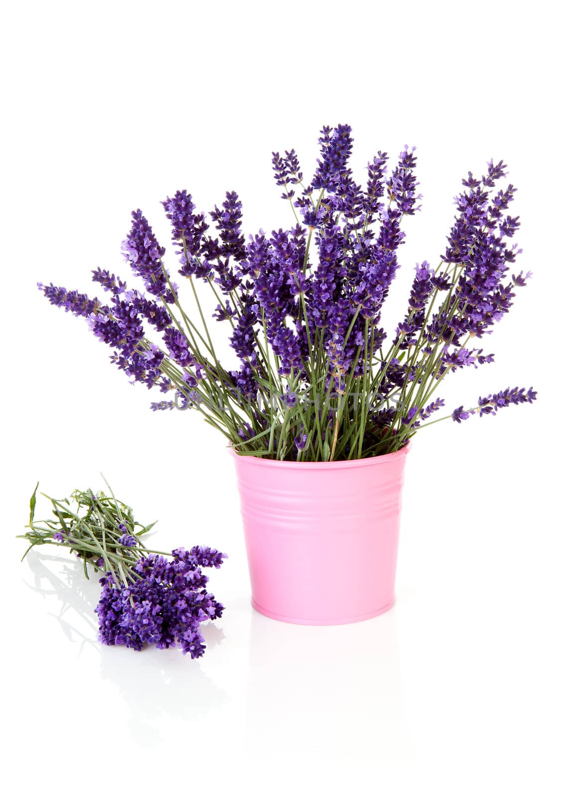 Bouquet lavender in pot over white background