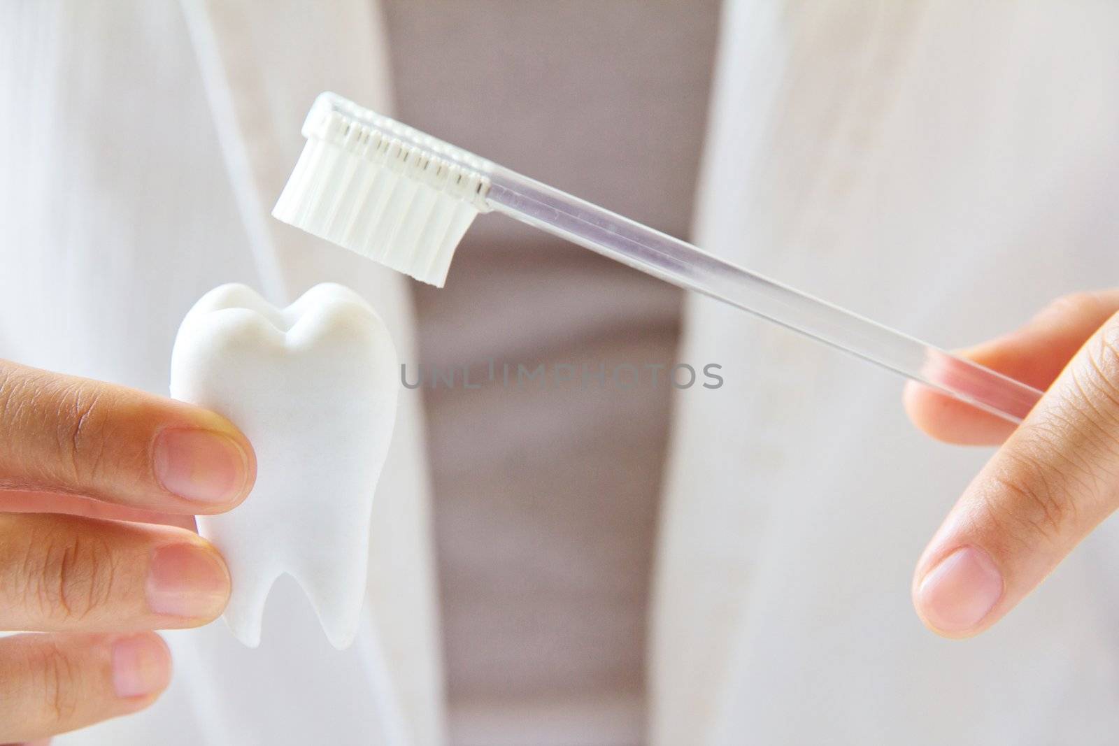 dentist holding molar with brush,dental concept by ponsulak